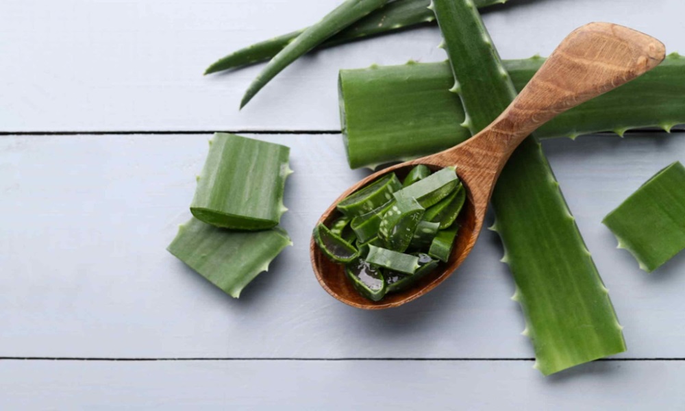 The Healing Power of Aloe Vera: From Ancient Remedy to Modern Wellness